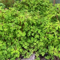 Corydalis microflora 